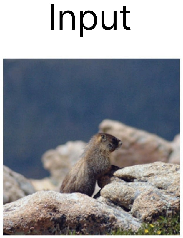 CLIP Input