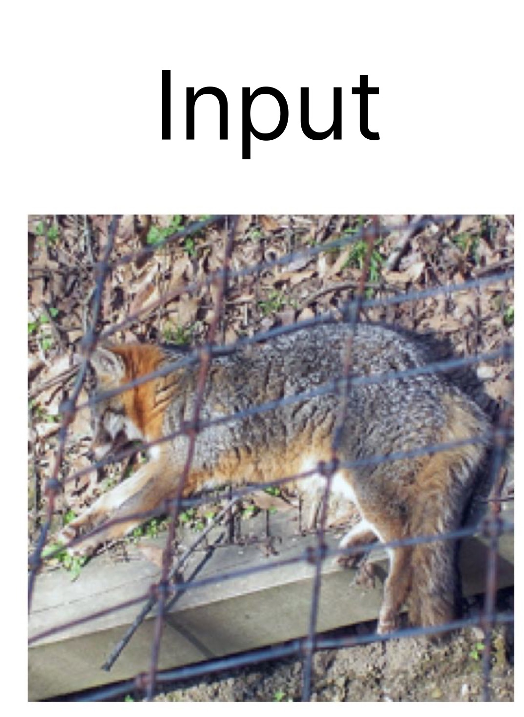 OpenCLIP Input