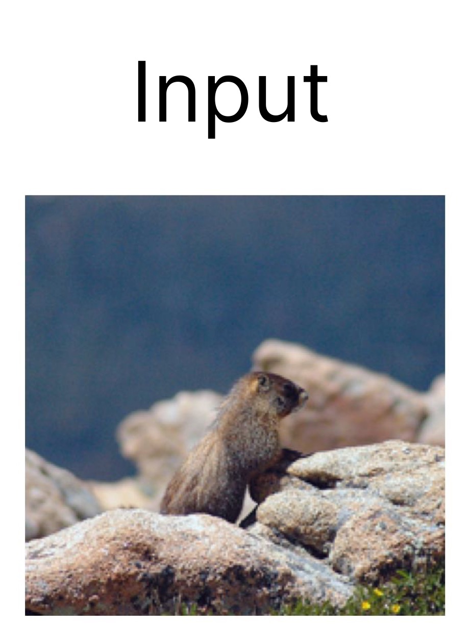 DINOv2 Input